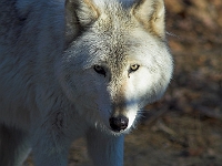 Arctic Wolf 010